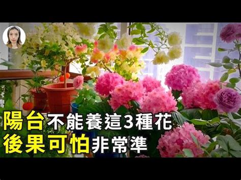 陽台種玫瑰|陽台種玫瑰花怎樣才能養活